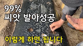 비닐멀칭 하고 씨앗파종 힘드시죠? 이렇게 해 보세요.  콜라비 파종하는 방법