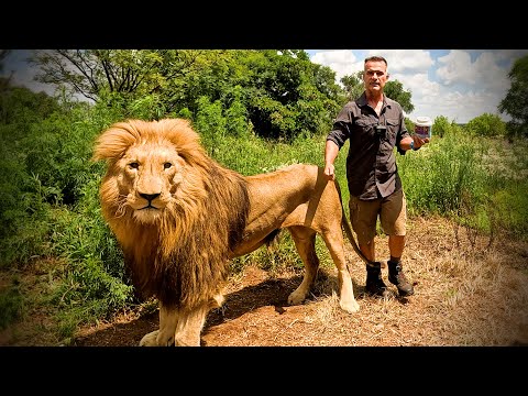 LION, LEOPARD and HYENA have Emotional REUNION with Human | The Lion Whisperer