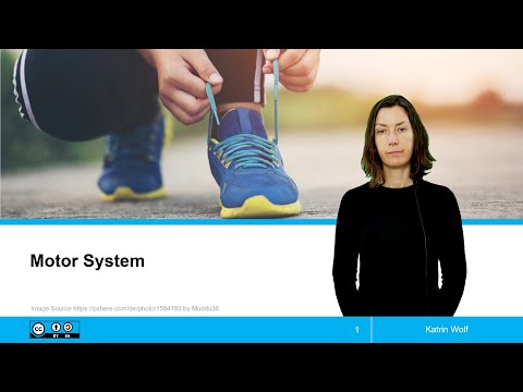Motor System / Motorisches System