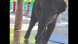 Phuket Zoo Nightmare