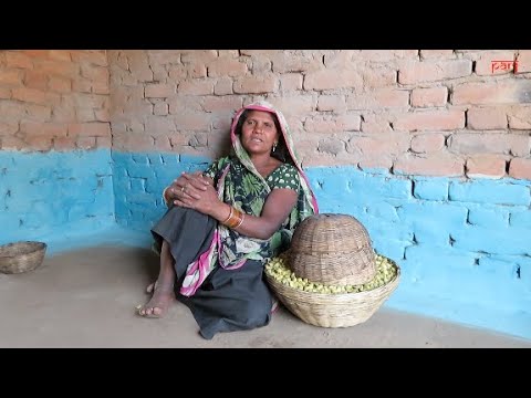 In the forests of Bandhavgarh Tiger Reserve: 'The mahua flowers are less this year'