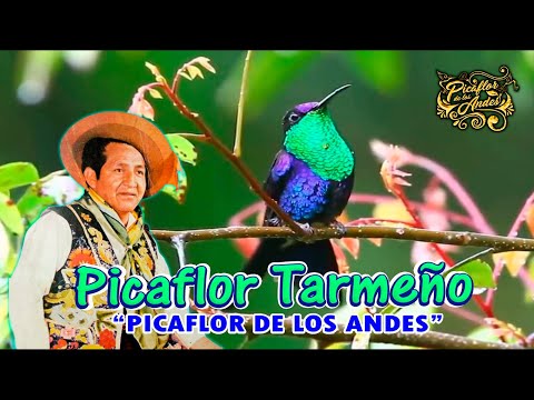 Picaflor de los Andes  - PICAFLOR TARMEÑO