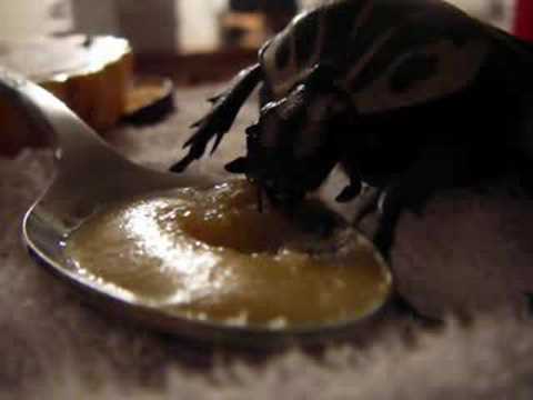 Goliath Beetle Eating Baby Food
