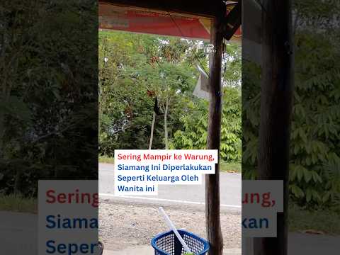 Hewan ini sering mampir ke warungnya dan diperlakukan seperti keluarga #fyp #lucu