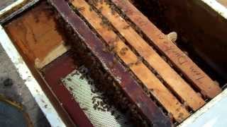 preview picture of video 'Honeybees, Tips for new Beekeepers Honey Bee Queens & comb honey'