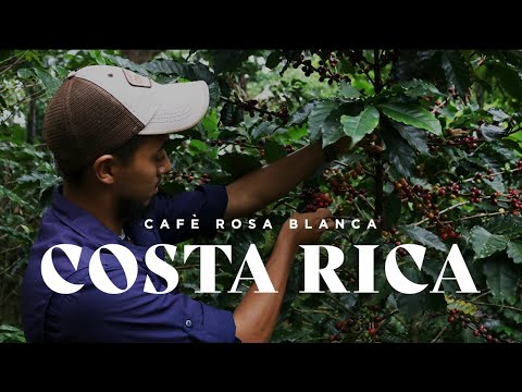 The Art of Coffee Farming in Costa Rica