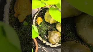 As Plantas Formigueiro jovens, em panelinhas de cerâmica