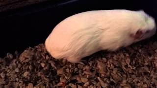 How to know your guinea pig is pregnant