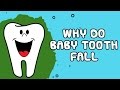 Interesting Fact About Baby | Why Do Baby Tooth Fall?