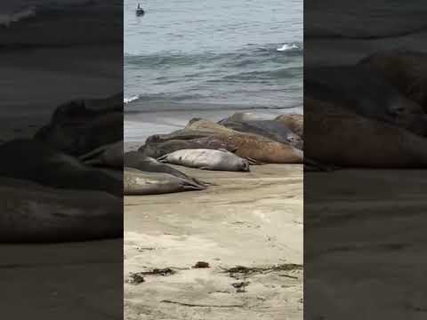Make sure to check out the elephant seal vista on PCH in san simeon!