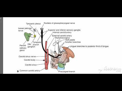 Glossopharyngeal course 2