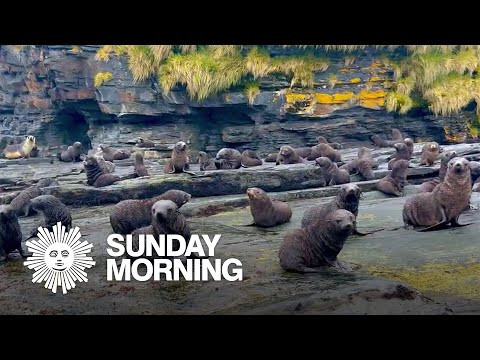 Nature: Fur seal pups on South Georgia Island