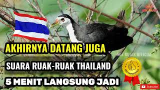Download lagu SUARA PIKAT RUAK RUAK ASLI‼️  THAILAND | TERBUKTI AMPUH SIANG DAN MALAM... mp3