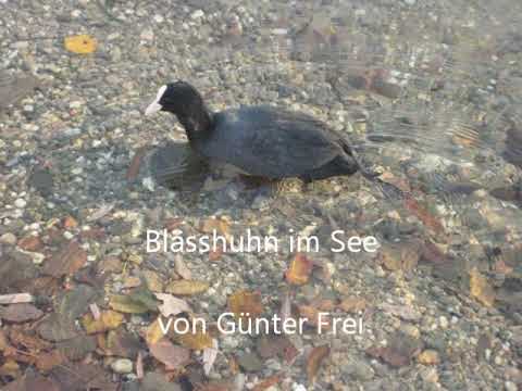 , title : 'Blässhuhn im See von Günter Frei (Official Video)'