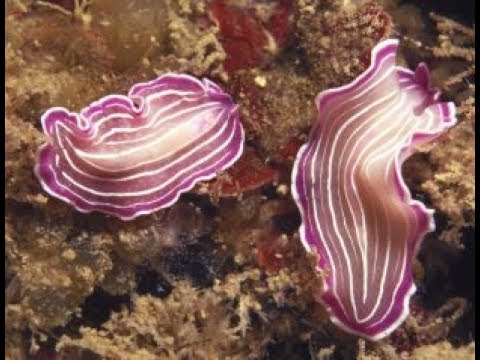 Quali farmaci sgomberano un organismo di parassiti Targhe da vermi in un fondo per la persona
