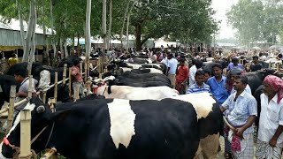 বড় গরুর হাট