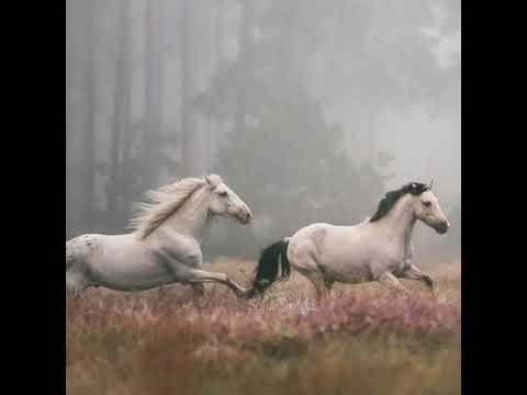 XOLITXO 167. hoa mộc lan