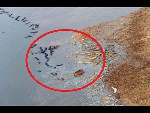An Army Of Crocodiles Face-Off Against A Herd Of Hippos