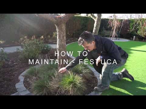 How to maintain - Festuca