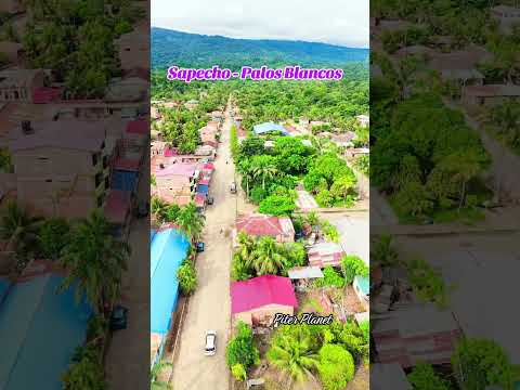 Sapecho - Palos Blancos