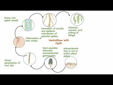 Fusarium Wilt – Causes, Hosts, Symptoms, Diagnosis, Prevention - Video