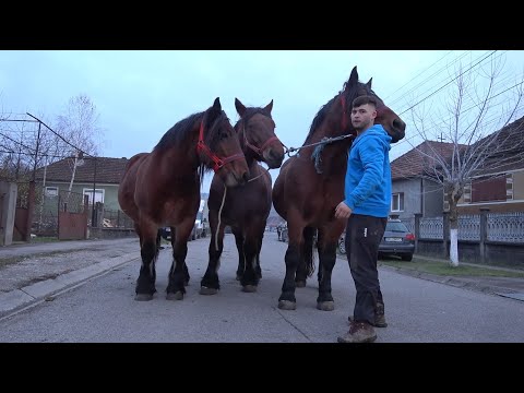 Caii lui Madalin de la Bratca, Bihor - 2023 Nou!!!