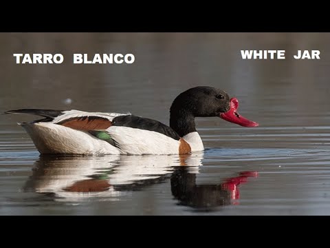 TARRO BLANCO | SHELDUCK | Tadorna tadorn