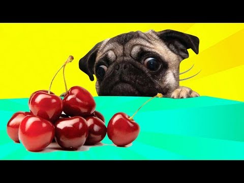 YouTube video about: Can dogs eat ground cherries?