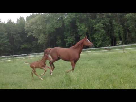 Hengstfohlen von Floriscount x Dimaggio