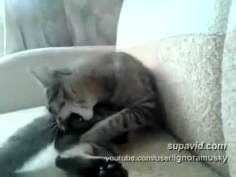 YouTube video about: Why do cats kick themselves?