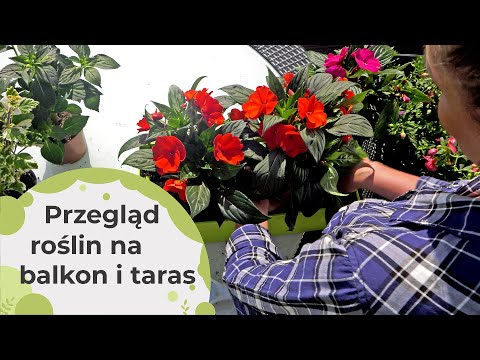 , title : 'Jakie rośliny warto sadzić na balkon i taras? Balkonowe inspiracje na cały rok. Kwiaty na balkon'