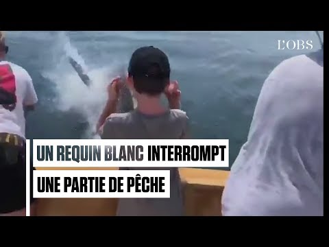 Quand un requin blanc interrompt une partie de pêche