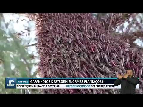 Cloud of locusts approaches Brazil and could be a problem for crops in the south of the country