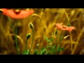 Gregorian - The gift [Full HD] 
