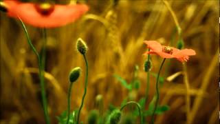 Gregorian - The gift [Full HD]