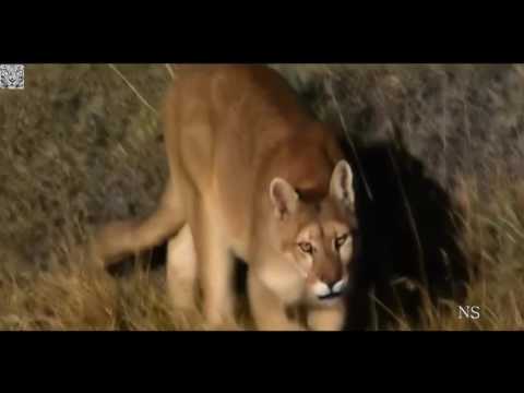 O Predador Hábil   Puma