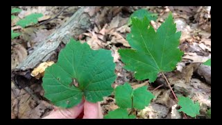 Tree Talk: Mapleleaf Viburnum