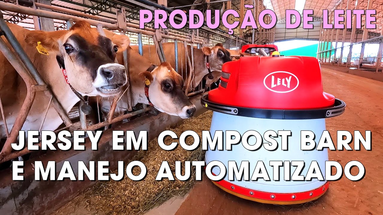 CRIAÇÃO DE GADO JERSEY E PRODUÇÃO DE LEITE EM SISTEMA COMPOST BARN