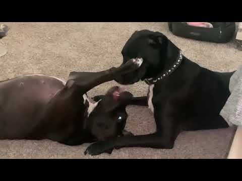 Why Is Everyone Obsessed With Miszka & Chip? Watch This! 😍🔥”