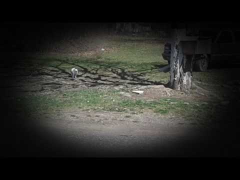 Queenie the Feral Cat Taking Care of Business