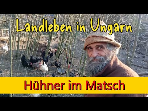 Chickens in the mud, rural life in Hungary