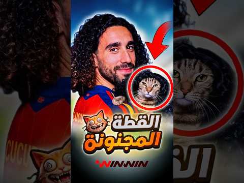 كيف تحولت القطة إلى كابوس يلاحق كوكورييا؟ 