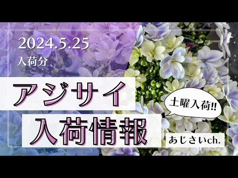アジサイにピクルス汁で水をやる??期待される効果は何ですか?  庭園