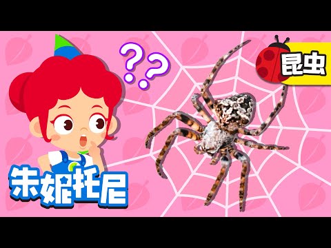 喜蛛