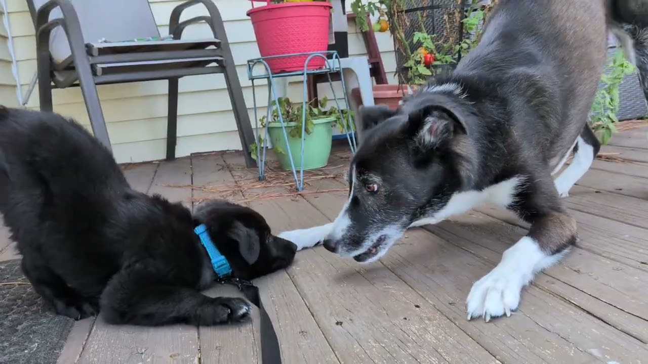 Enlarge KAL, a ADOPTABLE mixed breed in Chincoteague , VA video 6/6