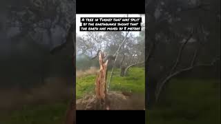 صورة شجرة في #تركيا شقها #الزلزال نصفين تظهر أن الأرض تحركت ٨ أمتار