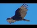 Turkey Vulture In Flight Close Up