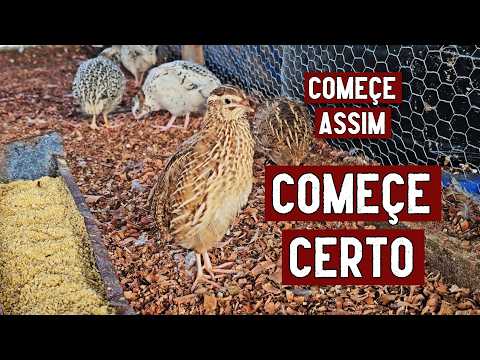 HOW TO RAISE QUAILS, LEARN THE RIGHT WAY