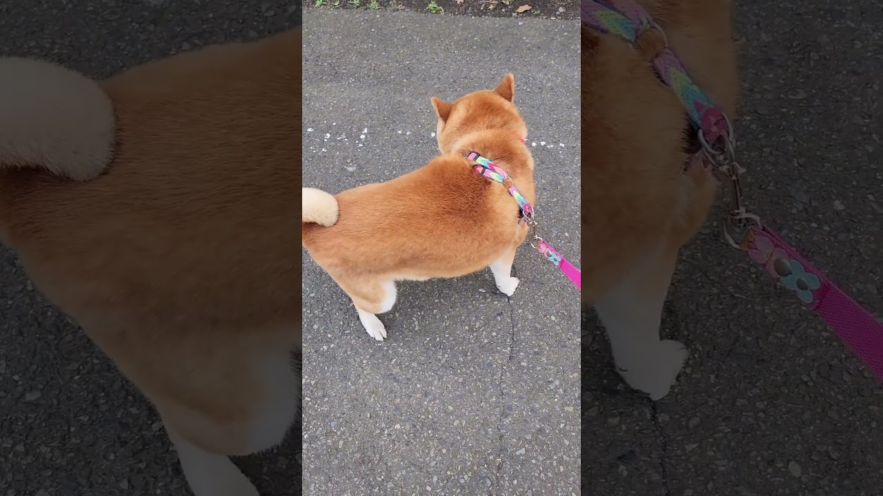 Day so de Day Night #柴犬