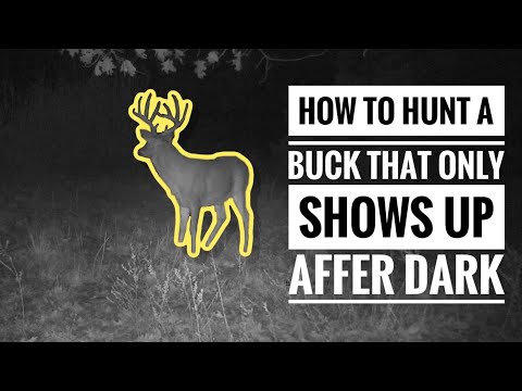 How to Hunt Bucks That Show Up After Dark